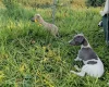 Whippet