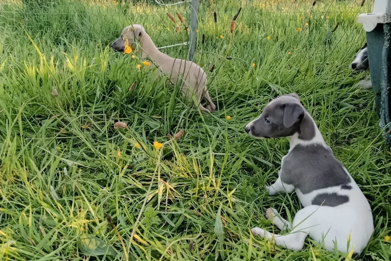 Whippet