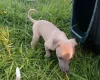 Whippet