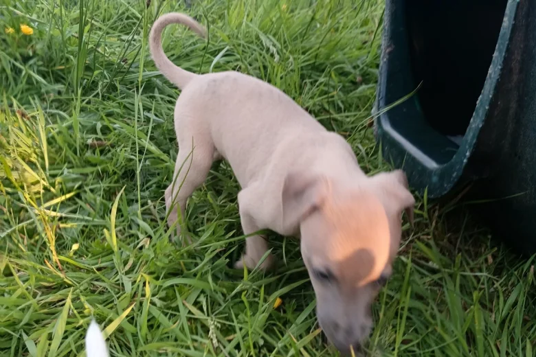 Whippet