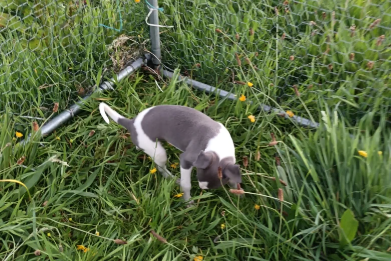 Whippet