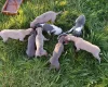Whippet