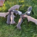 Whippet