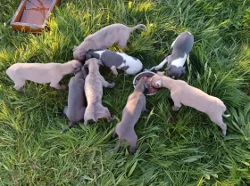 Whippet