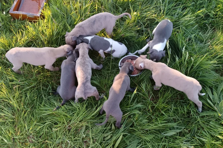 Whippet