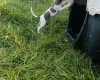 Whippet