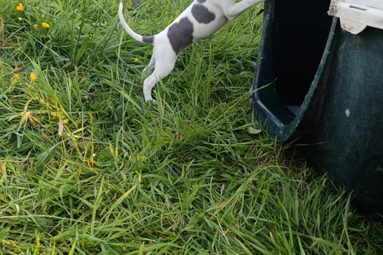 Whippet