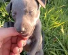 Whippet