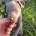 Whippet