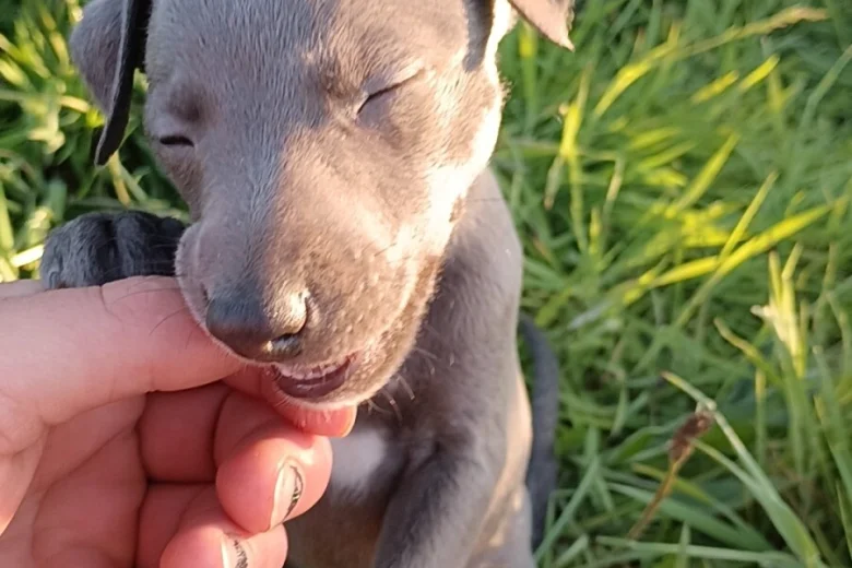 Whippet