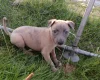 Whippet