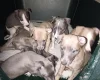 Whippet