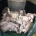 Whippet