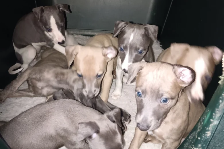 Whippet