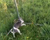 Whippet