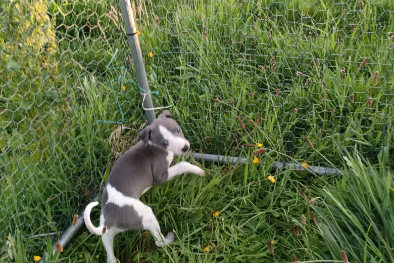 Whippet