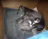 Whippet