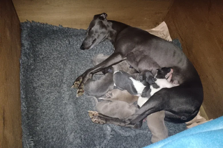 Whippet