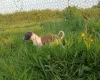 Whippet