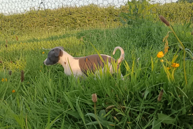 Whippet