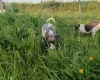 Whippet