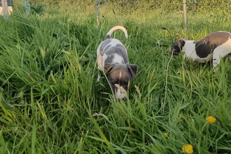 Whippet