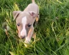 Whippet