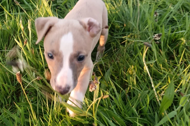 Whippet