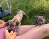 Whippet