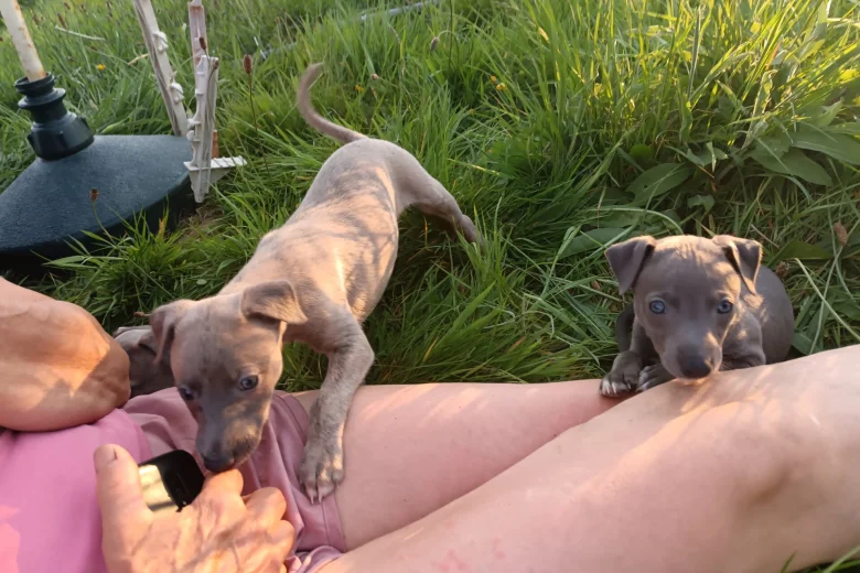 Whippet