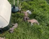 Whippet