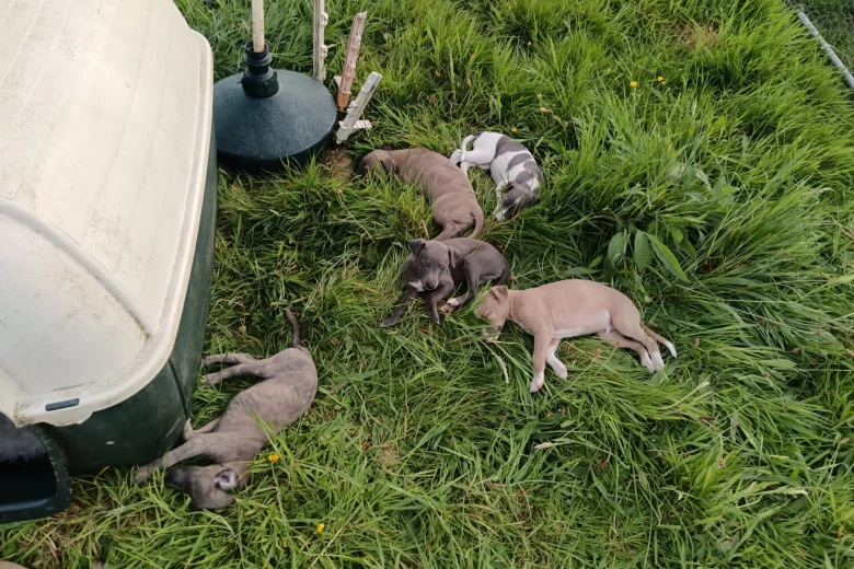 Whippet