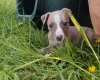 Whippet