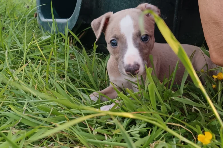 Whippet
