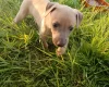 Whippet