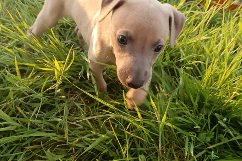 Whippet