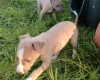 Whippet