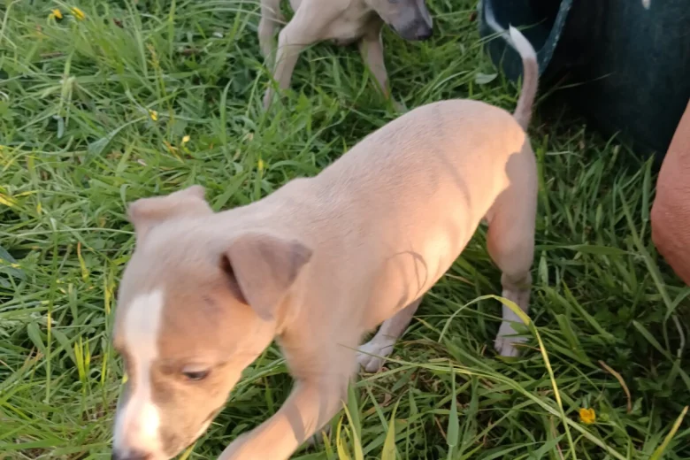 Whippet