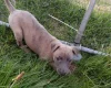 Whippet