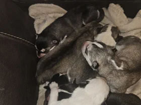 Siberian Husky