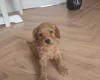 Cockapoo