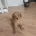 Cockapoo