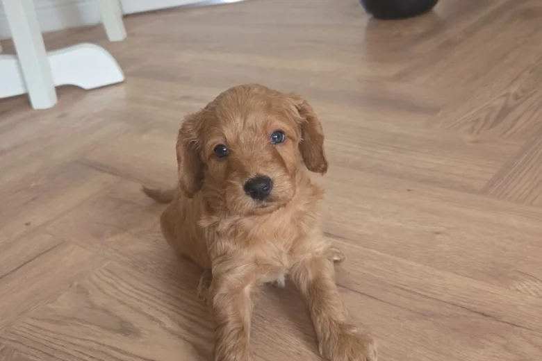 Cockapoo