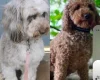 Cockapoo