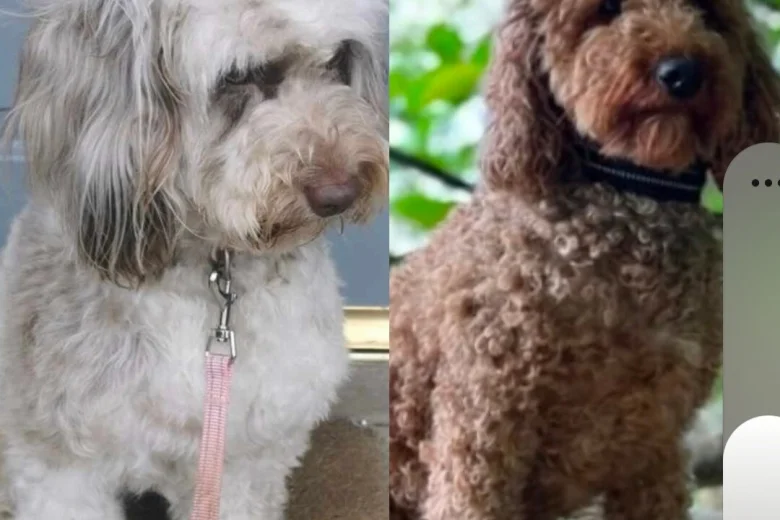 Cockapoo