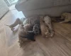 Cockapoo