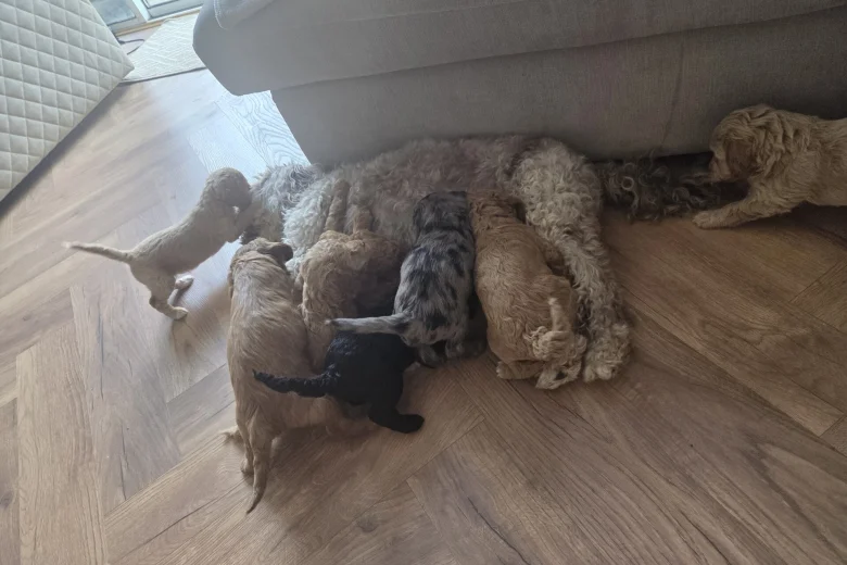 Cockapoo