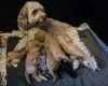 Cockapoo