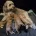 Cockapoo