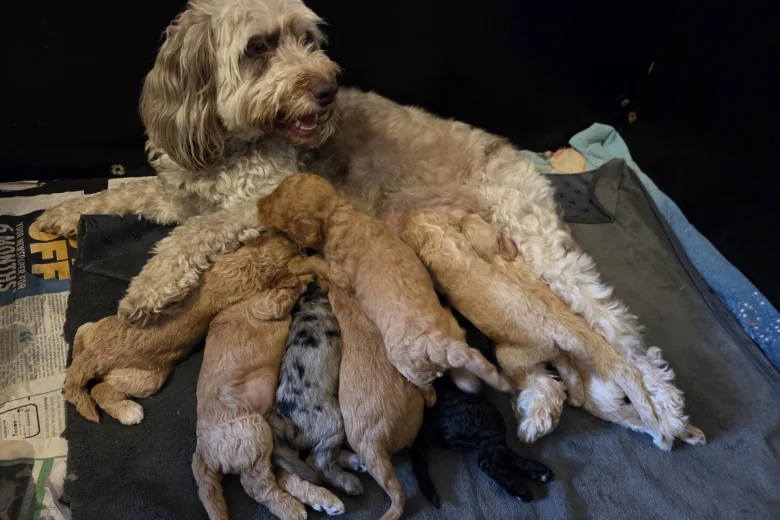 Cockapoo